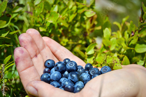 Handful of fresh, juicy wild blueberries. Italian Alps.