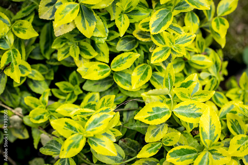 Euonymus Fortunei Emerald Gold, variegated shrub