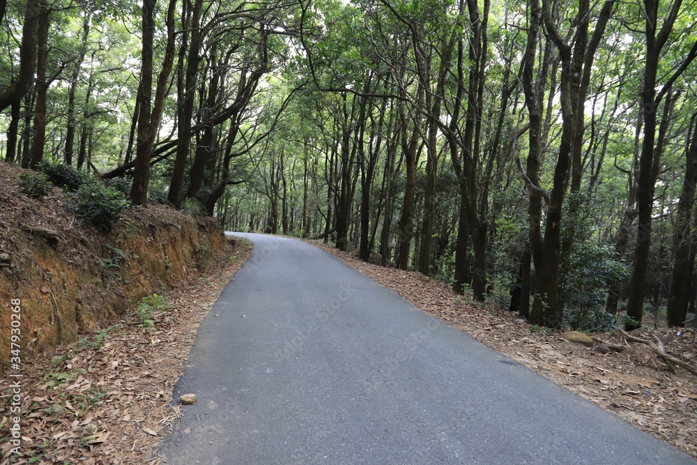 Fototapeta premium wald weg
