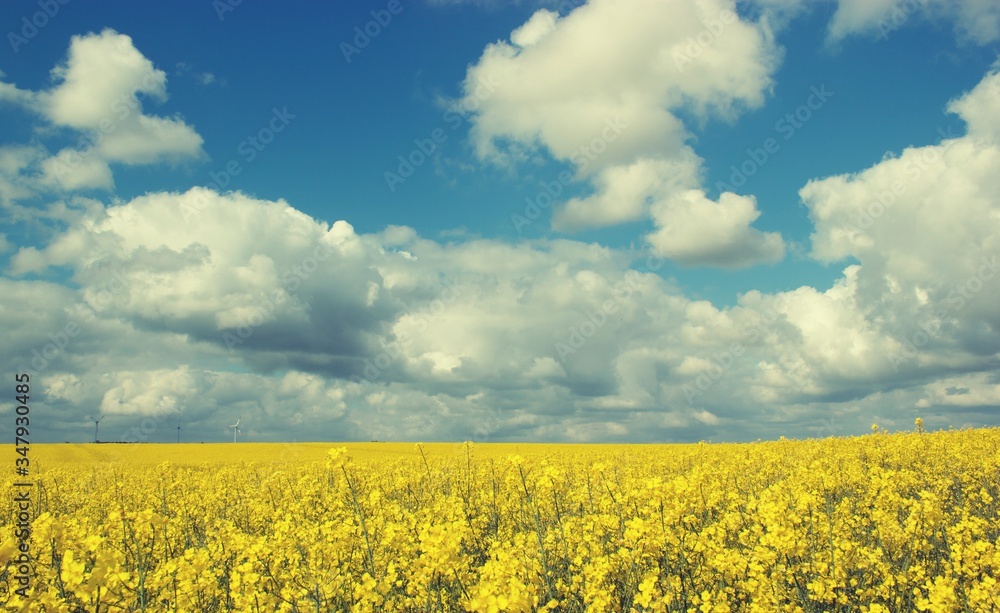 Obraz premium Auf dem Land