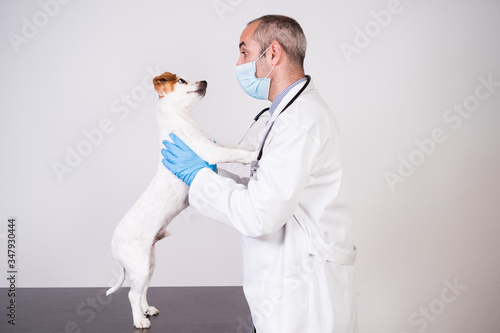 Fototapeta Naklejka Na Ścianę i Meble -  veterinarian man working on clinic with cute small jack russell dog. Wearing protective gloves and mask during quarantine. Man hugging dog .Pets healthcare