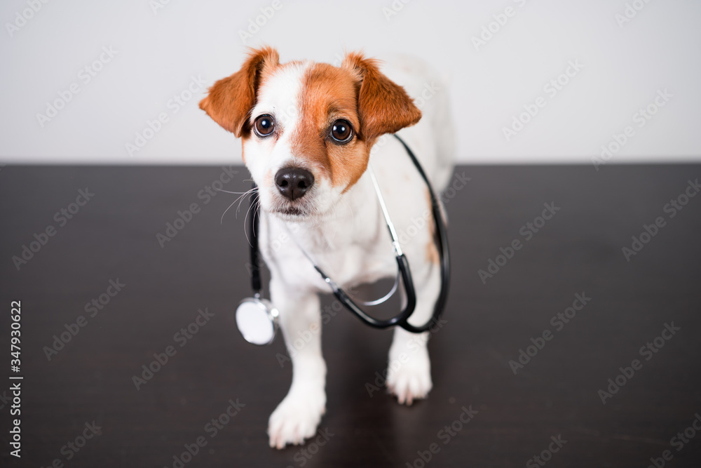 cute jack russell dog at veterinary clinic. Holding a stethoscope. Veterinary concept