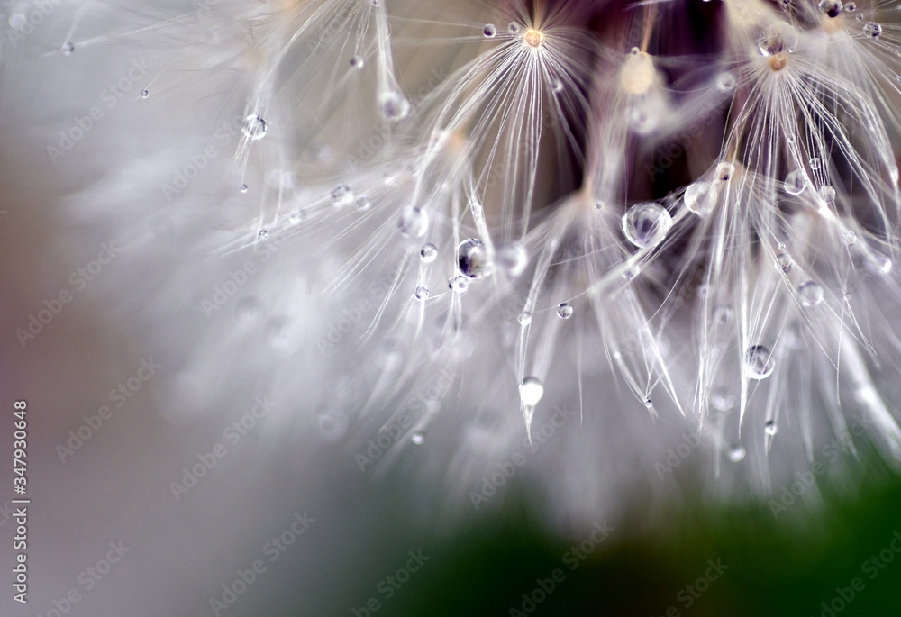 Naklejka premium Wassertröpfchen an Pusteblumensamen