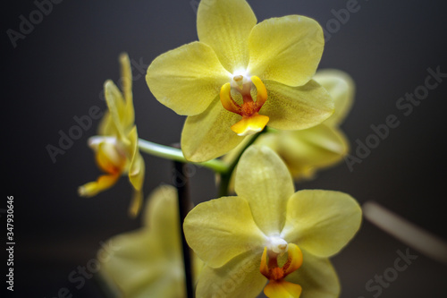 Gelbe Orchidee in brachtvoller Blüte.