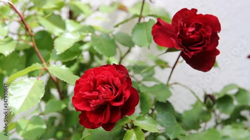 red rose in garden