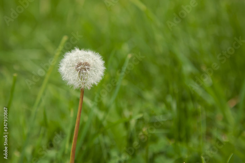 one white ripe field dandelion in a green clearing