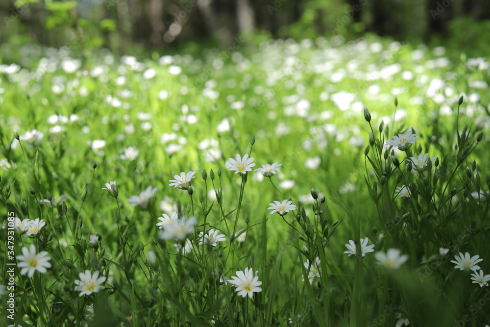 field with white flowers in spring on a sunny day field with white flowers in spring on a sunny day