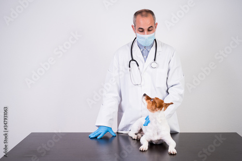 Fototapeta Naklejka Na Ścianę i Meble -  veterinarian man working on clinic with cute small jack russell dog. Wearing protective gloves and mask during quarantine. Using stethoscope.Pets healthcare