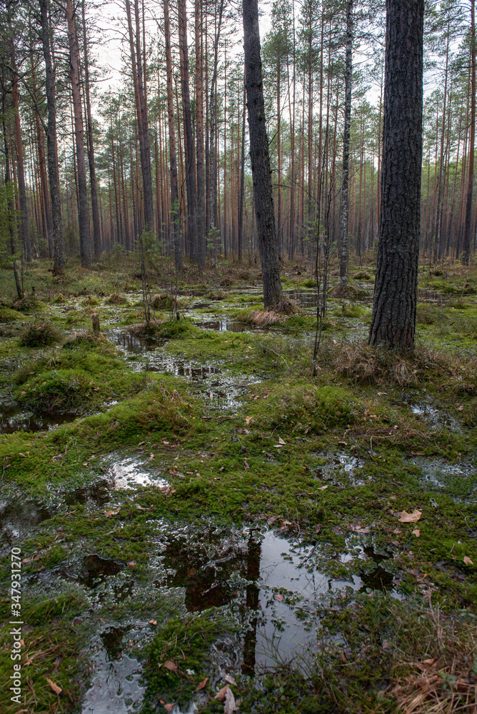 Swampland in sacred forest.