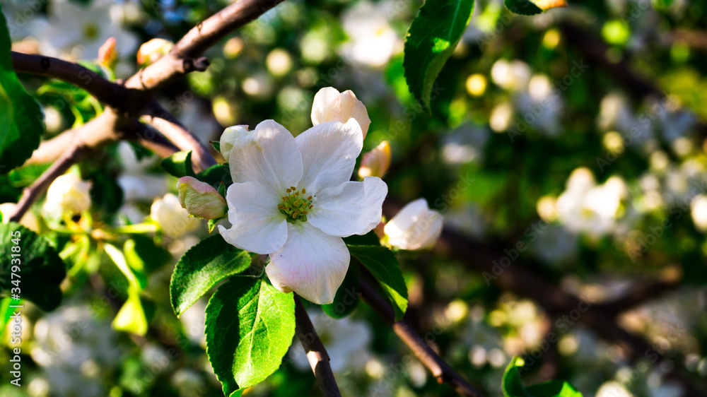 Bright white flower of the apple tree, illuminated by the warm ray of the sun. Springtime. Blooming of the kidneys. Selective focus.
