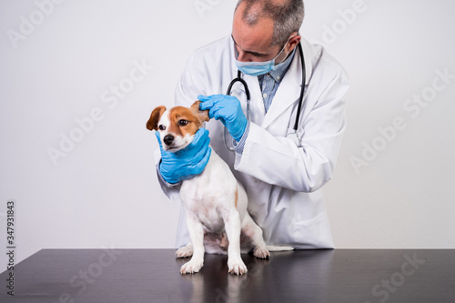 Fototapeta Naklejka Na Ścianę i Meble -  veterinarian man working on clinic with cute small jack russell dog. Wearing protective gloves and mask during quarantine. Doctor checking teeth. Pets healthcare
