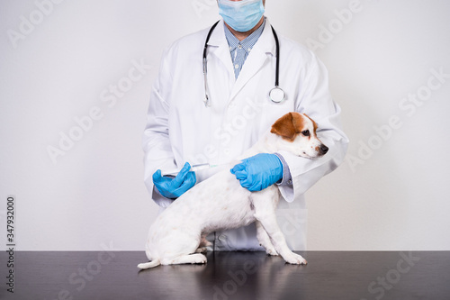 Fototapeta Naklejka Na Ścianę i Meble -  veterinarian man working on clinic with cute small jack russell dog. Wearing protective gloves and mask during quarantine. Giving injection to dog.Pets healthcare