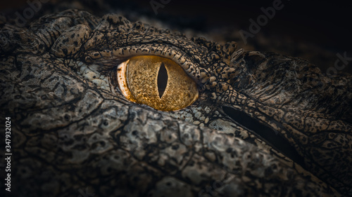 Nile Crocodile Eye