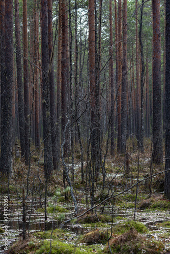 Fototapeta Naklejka Na Ścianę i Meble -  Swampland in sacred forest.