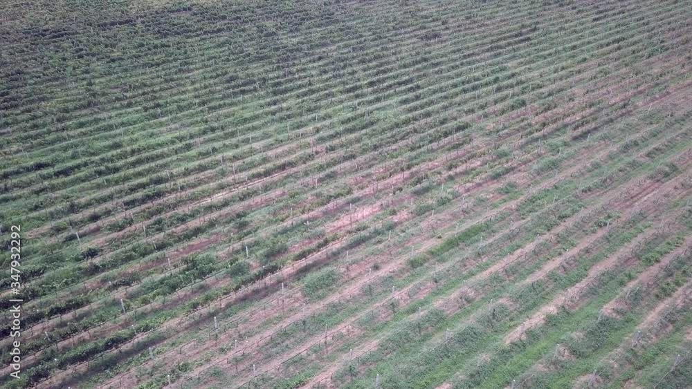 panning aerial view of vineyards panning aerial view of vineyards