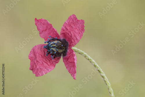 Papaver hybridum round prickly head poppy small flower with red petals and purple stamens with blue pollen on homogeneous and unfocused green background