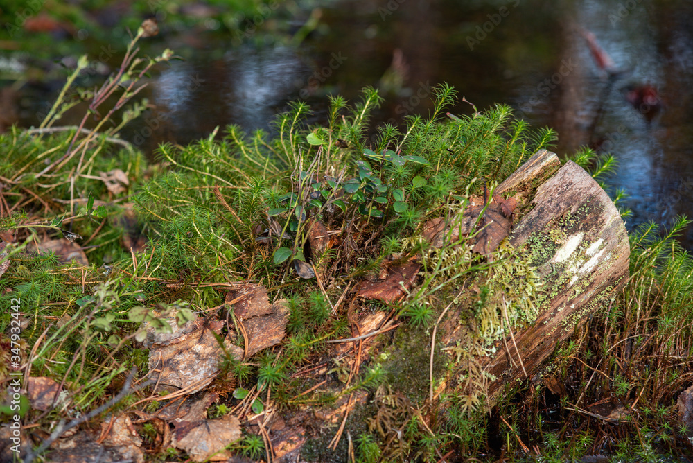 Close up of green moss on swampy woodland. Close up of green moss on swampy woodland.