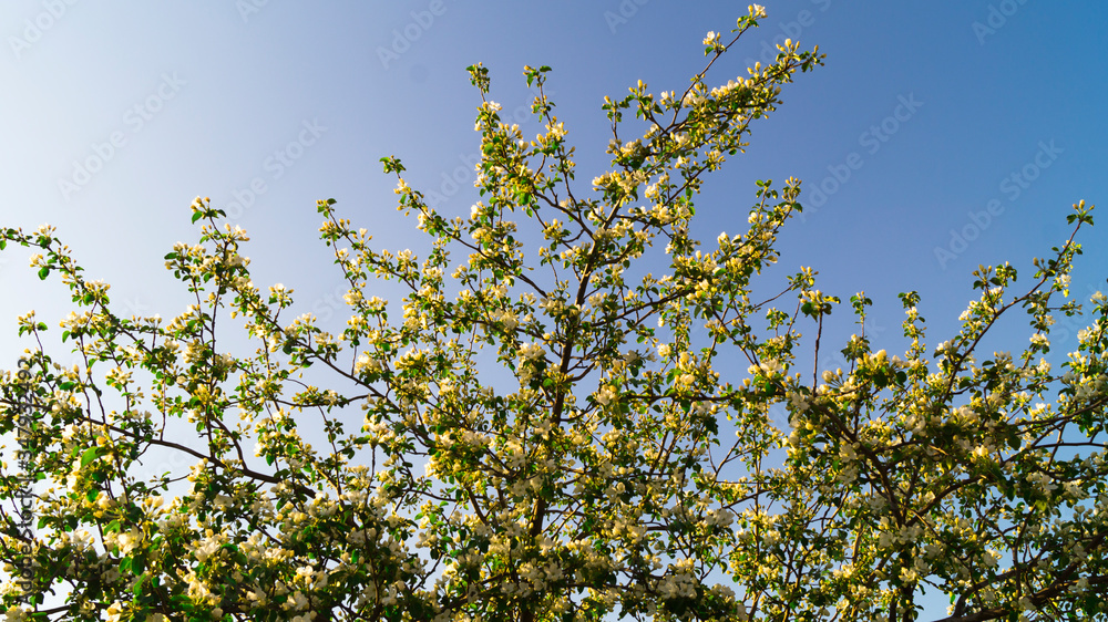 Springtime. Flowering buds. Branches of a blossoming white apple tree with green leaves, lit by the rays of the sun against a blue sky. Selective focus.
