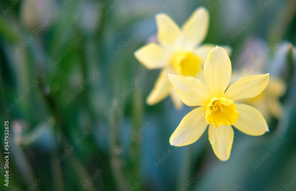 A bouquet of yellow daffodil flowers surrounded by green foliage