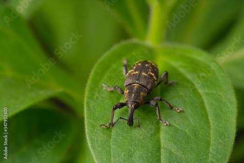 Close-up. Weevil beetle pine. An insect sits on a green leaf of a plant. Pest tree. © Rauf