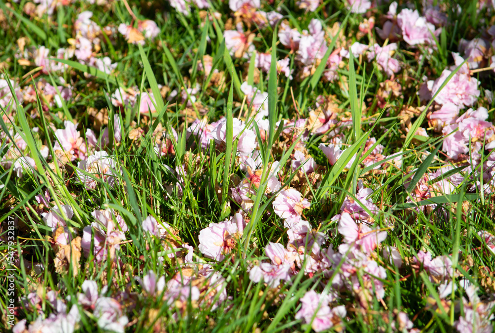 Fototapeta premium cherry blossom ghround
