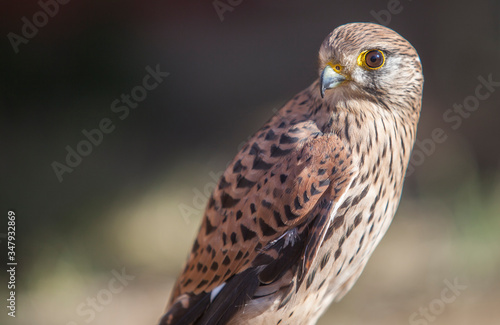 Lesser Kestrel female closeup or falco naumanni