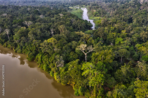 Trees and vegetation in the Jungle and dense forest of Dzanga Sangha. Central African Republic. WWF photo