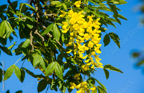 laburnum bowing 2
