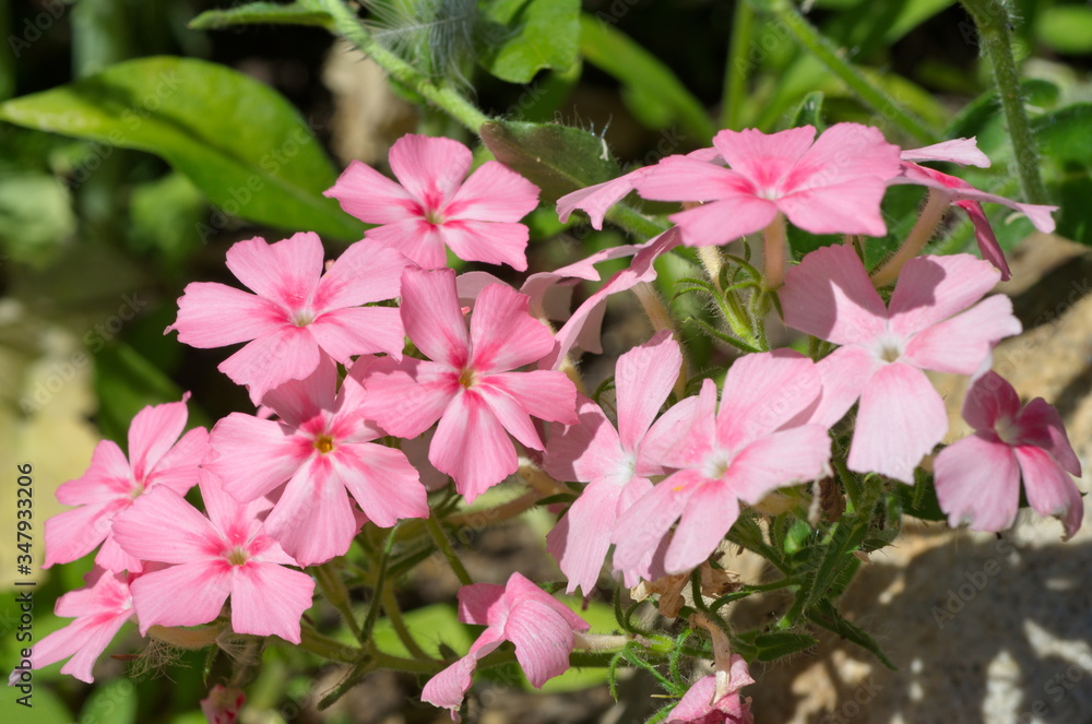 Pink annual Phlox blooms in the garden on a summer day Pink annual Phlox blooms in the garden on a summer day
