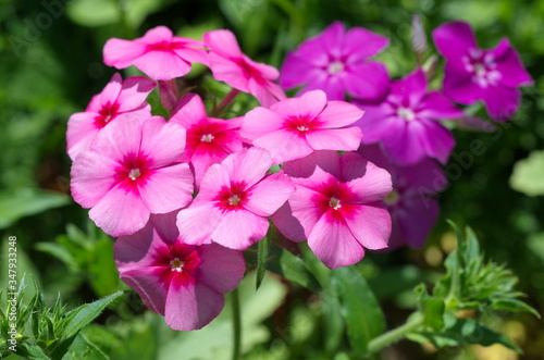 pink flowers in the garden