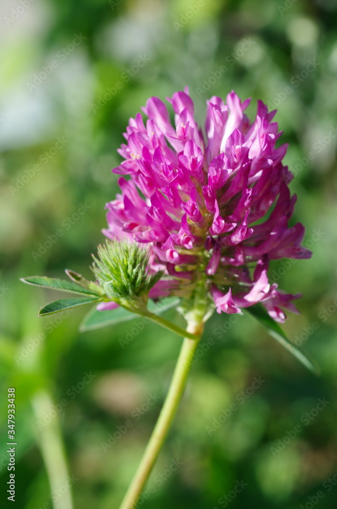 Meadow clover (Lat. Trifolium pratense) close-up Meadow clover (Lat. Trifolium pratense) close-up