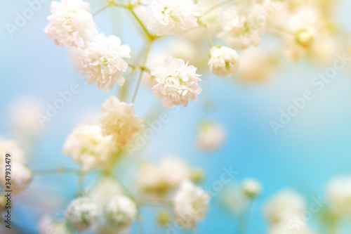 Soft focus white flower on blue. Blur nature background.