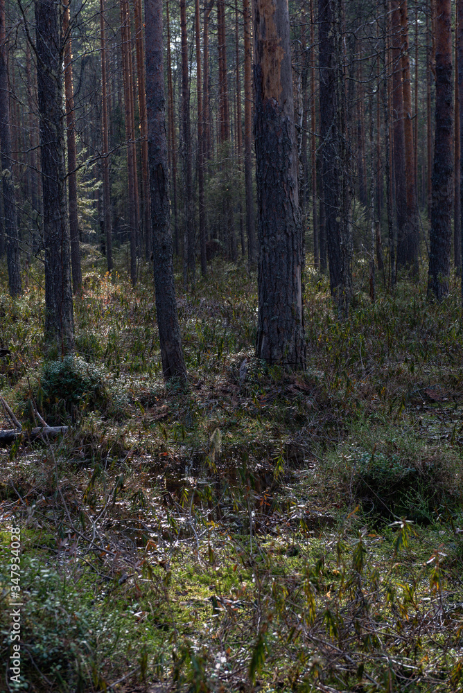 Swampland in sacred forest. Swampland in sacred forest.