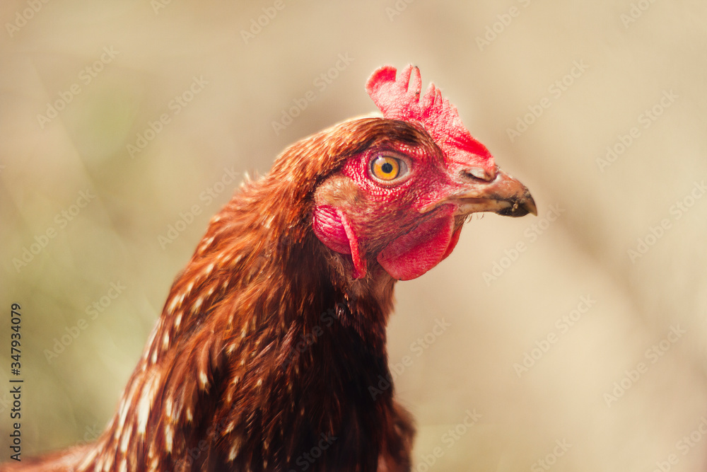 Severe Russian chicken. Bright and beautiful