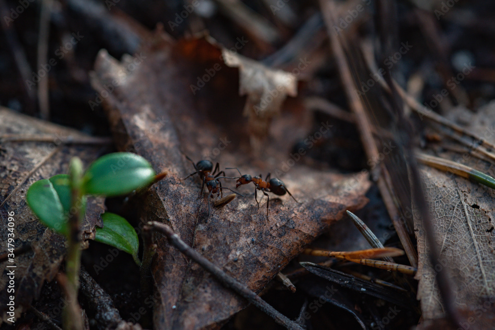 Forest workers. Forest workers.