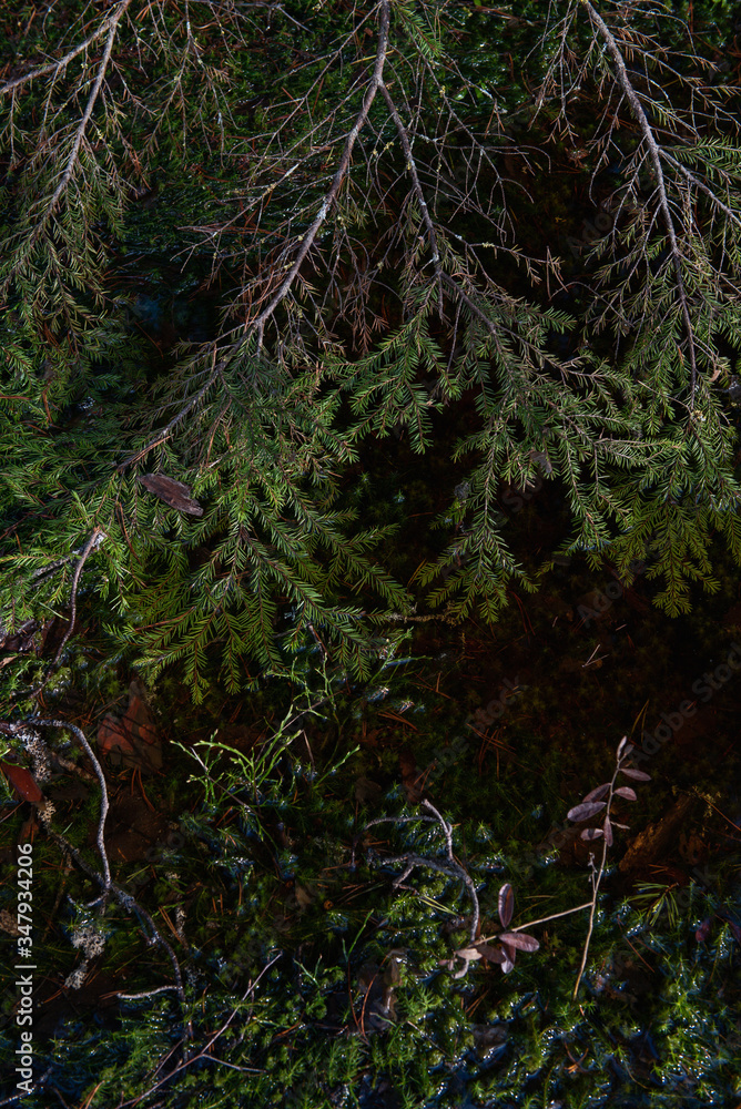 Obraz premium Close up of green fir branch on swampy woodland.
