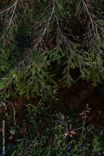 Close up of green fir branch on swampy woodland.