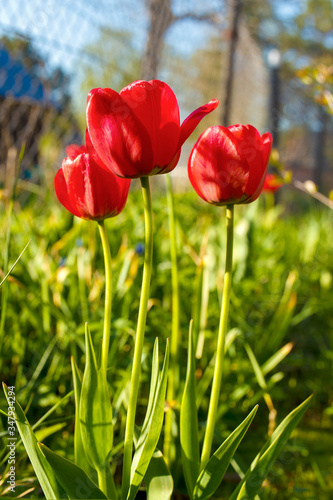 Red Tulip in the green grass in the garden