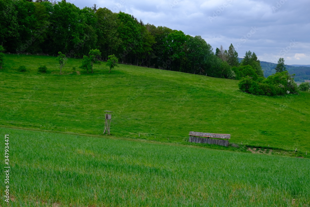 Fototapeta premium Wiese