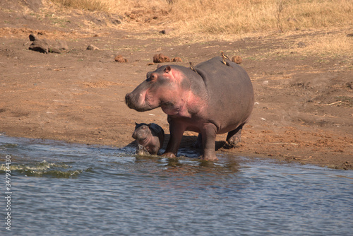Baby Hippo and mom checks to see if the coast is clear before entering the water 