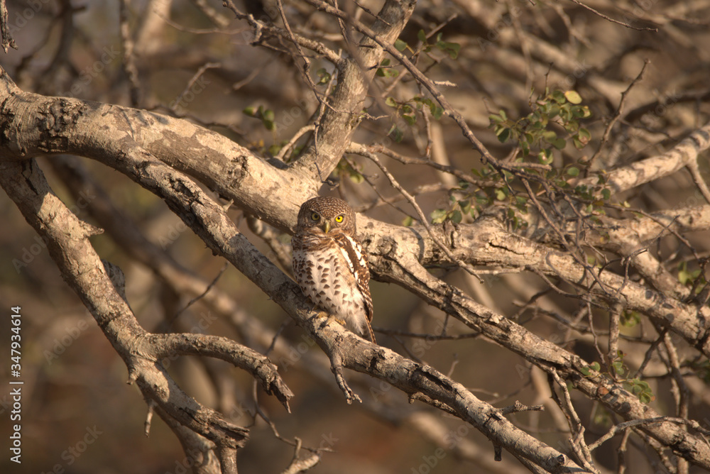 Obraz premium Owl sitting in the tree perfectly camouflaged 