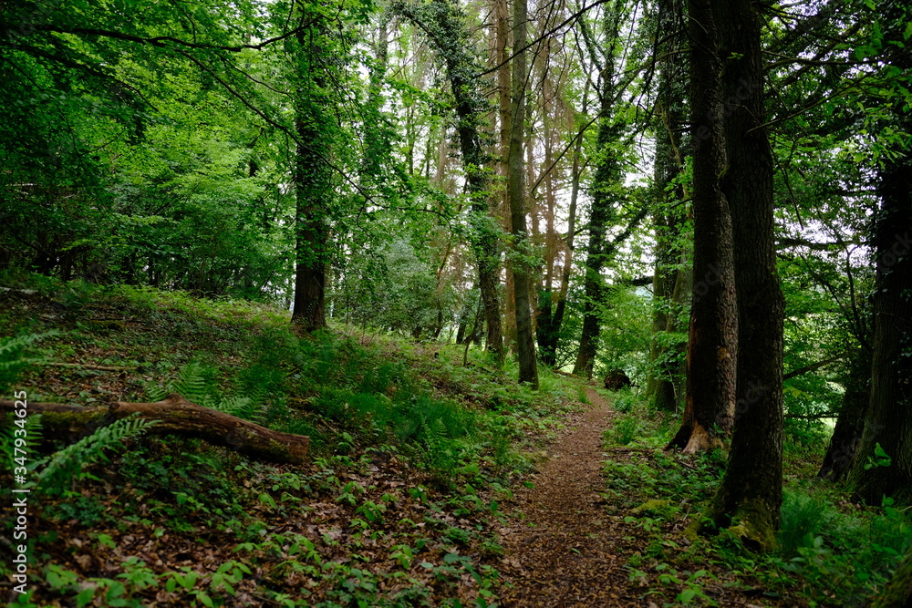 Fototapeta premium waldweg