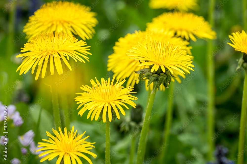 blooming dandelion in the meadow blooming dandelion in the meadow