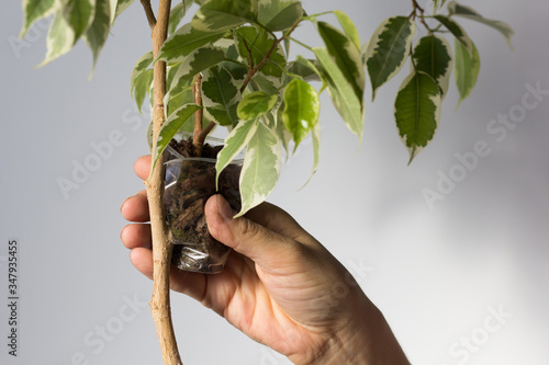 Woman hand putting cup with special soil on ficus branch to make roots on removed part bark of ficus stem to produce offshoot on trunk on the white background
