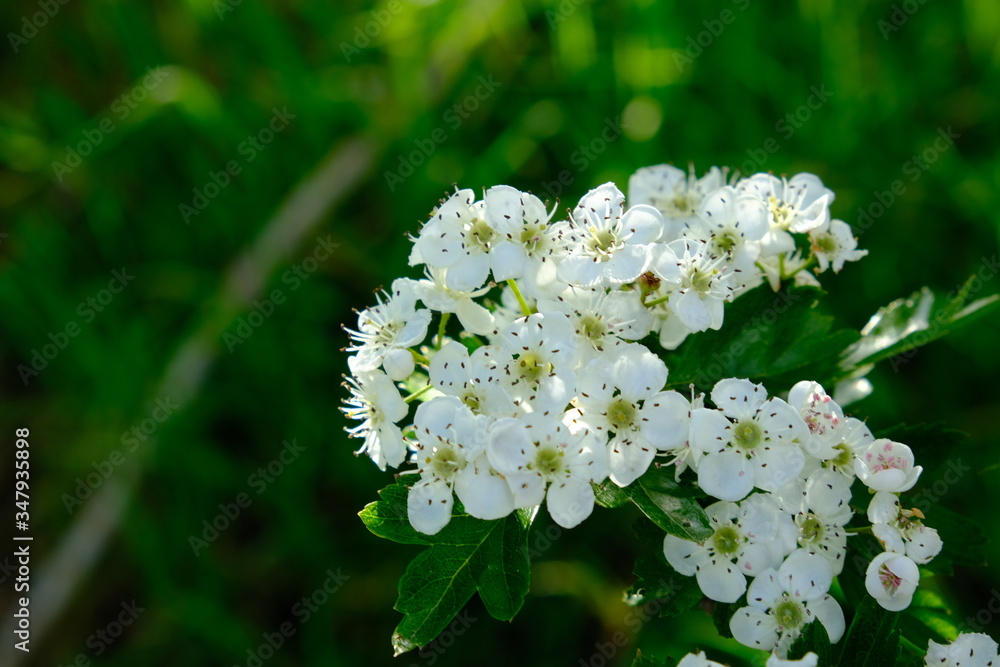 Blume Blume
