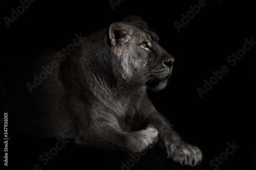 lioness in the moonlight dreamily looks forward with a bright gaze in the night darkness. Powerful beautiful beast.