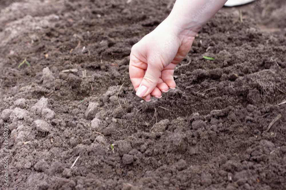 woman sow seeds in the garden. planting vegetables. work in the garden. woman sow seeds in the garden. planting vegetables. work in the garden.