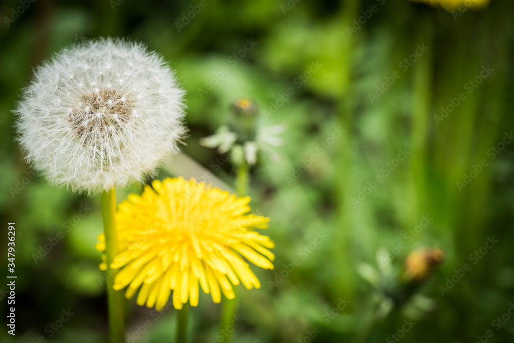 blooming dandelion in the meadow blooming dandelion in the meadow