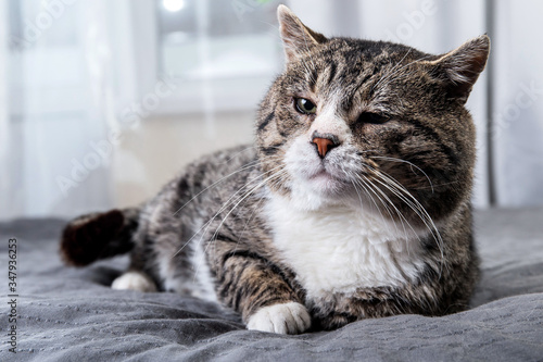 Cute aged cat lying on bed at home © Alexandr