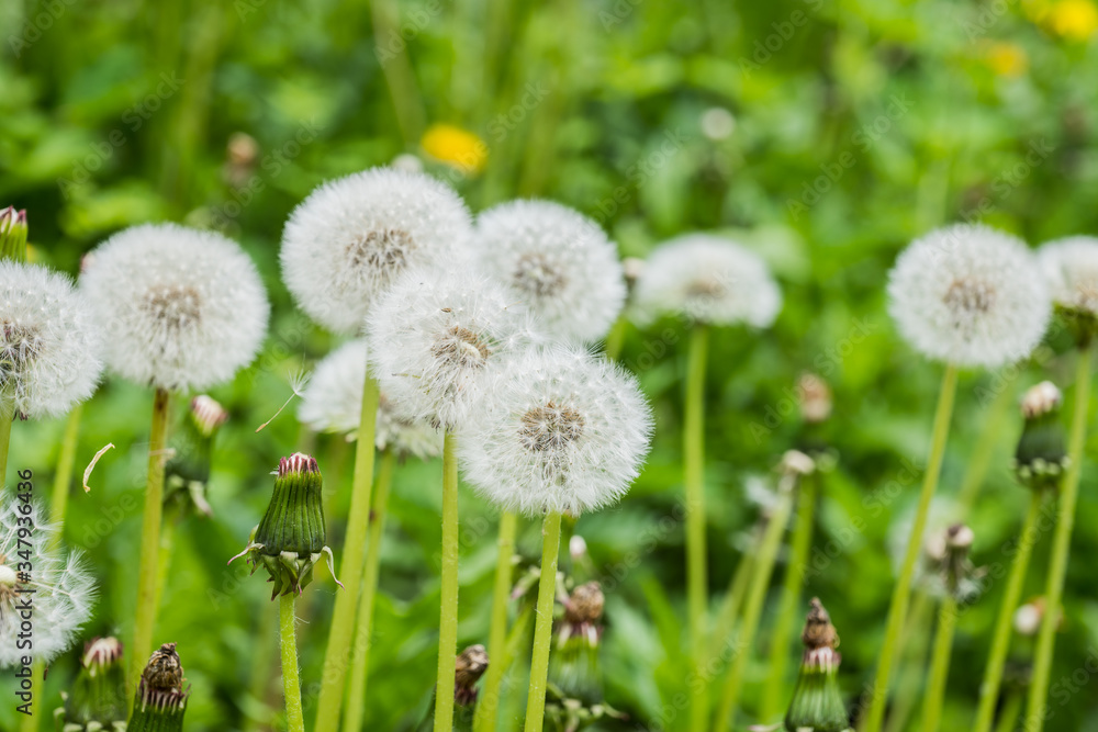 blooming dandelion in the meadow blooming dandelion in the meadow